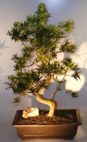 Flowering Podocarpus Bonsai Tree<br>Curved Trunk Style<br><i>(podocarpus macrophyllus)</i>