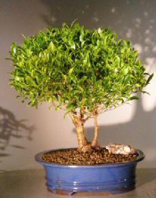 Ficus Retusa<br>Double Trunk<br><i>(Melon Seed)</i>