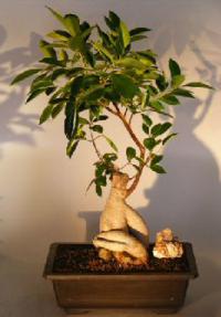 Ginseng Ficus Bonsai Tree<br><i>(Ficus Retusa)</i>