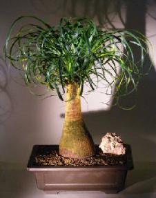 Pony Tail Palm Bonsai Tree<br><i></i>(beaucamea recurvata)