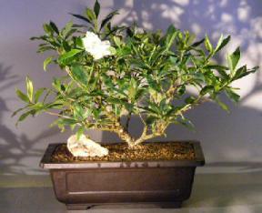 Flowering Gardenia Bonsai Tree<br><i></i>(jasminoides miami supreme)