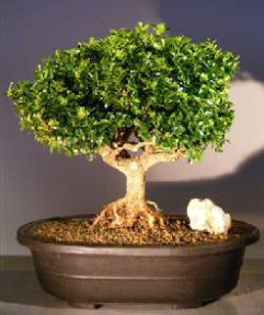 Japanese Kingsville Boxwood Bonsai Tree<br><i></i>With Exported Roots<br><i></i>(buxus microphylla compacta)</i>