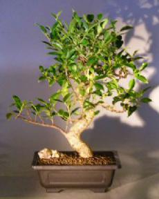 Ficus Retusa Bonsai Tree<br><i></i>Curved Trunk & Tiered branching style<br><i></i>(ficus retusa)