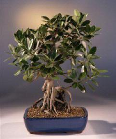 Green Emerald Ficus Bonsai Tree<br><i>(ficus microcarpa)</i>