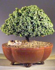 Japanese Kingsville Boxwood Bonsai Tree<br><i>(buxus microphylla compacta)</i>