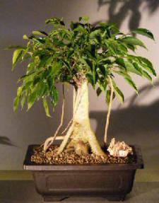 Oriental Ficus Bonsai Tree<br><i></i>Banyan Style<br><i></i>(benjamina 'orientalis')