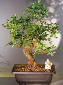 Chinese Elm Bonsai Tree<br><i></i>(ulmus parvifolia)