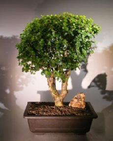 Baby Jade Bonsai Tree<br>Multiple Trunk Style<br><i>(Portulacaria Afra)</i>