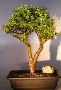 Baby Jade Bonsai Tree<br><i></i>(Portulacaria Afra)