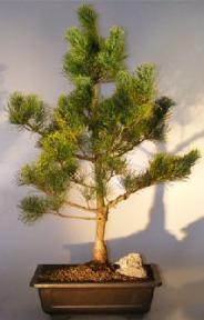 Japanese White Pine Bonsai Tree <br><i></i>(pinus parviflora 'bergman')