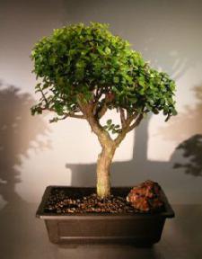 Baby Jade Bonsai Tree<br><i>(Portulacaria Afra)</i>