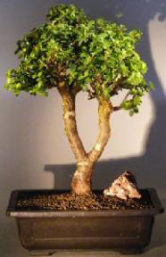 Baby Jade Bonsai Tree<br><i>(Portulacaria Afra)</i>