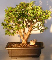 Baby Jade Bonsai Tree<br><i>(Portulacaria Afra)</i>