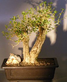 Flowering Tropical Boxwood Bonsai Tree<br>Double Trunk Style<br><i>(neea buxifolia)</i>