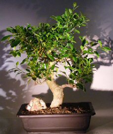 Ficus Retusa Bonsai Tree<br>Curved Trunk and Tiered Branching Style<br><i>(ficus retusa)</i>