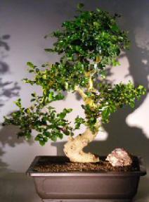 Flowering Ligustrum Bonsai Tree<br>WITH CURVED TRUNK AND TIERED BRANCHING<br><i></i>(ligustrum lucidum)