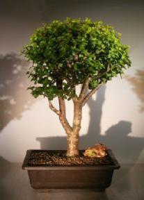 Baby Jade Bonsai Tree<br><i>(Portulacaria Afra)</i>