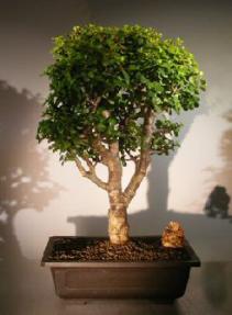 Baby Jade Bonsai Tree<br><i>(Portulacaria Afra)</i>