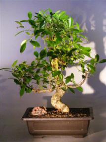 Ficus Retusa Bonsai Tree<br><i></i>Curved Trunk and Tiered Branching Style<br><i></i>(ficus retusa)
