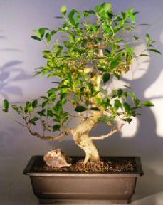 Ficus Retusa Bonsai Tree<br><i></i>Curved Trunk and Tiered Branching Style<br><i></i>(ficus retusa)