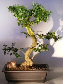 Flowering Ligustrum Bonsai Tree<br>WITH A CURVED TRUNK AND TIERED BRANCHING<br><i></i>(ligustrum lucidum)