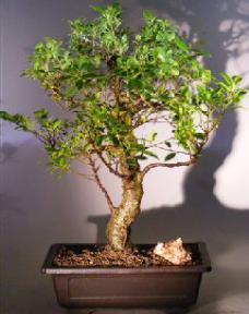 Ficus Retusa Bonsai Tree<br>Curved Trunk and Tiered Branching Style<br><i>(ficus retusa)</i>