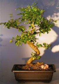 Flowering Ligustrum Bonsai Tree<br>WITH A CURVED TRUNK AND TIERED BRANCHING<br><i>(ligustrum lucidum)</i>