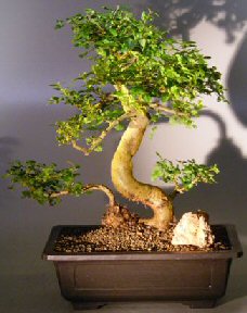 Flowering Ligustrum Bonsai Tree<br>Curved Trunk and Tiered Branching Style<br><i>(ligustrum lucidum)</i>