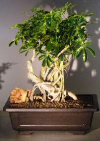 Hawaiian Umbrella Bonsai Tree<br>Banyan Style<br><i>(arboricola schfflera)</i>