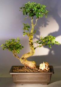 Flowering Ligustrum Bonsai Tree<br>Curved Trunk and Tiered Branching Style<br><i>(ligustrum lucidum)</i>