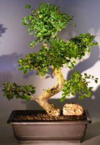 Flowering Ligustrum Bonsai Tree<br>with a CURVED TRUNK and TIERED BRANCHING<br><i>(ligustrum lucidum)</i>