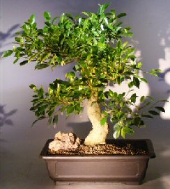 Ficus Retusa Bonsai Tree<br>TRAINED with a CURVED TRUNK and TIERED BRANCHING<br><i>(ficus retusa)</i>