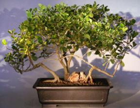 Flowering Tropical Dwarf Apple Bonsai Tree<br>Banyan Style<br><i>(clusia rosea 'nana')</i>