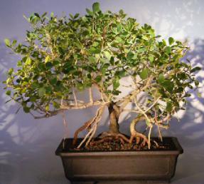 Flowering Tropical Dwarf Apple Bonsai Tree<br>Banyan Style<br><i>(clusia rosea 'nana')</i>