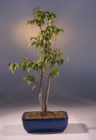 Korean Hornbeam Bonsai Tree<br><i>(carpinus coreana)</i>