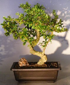 Flowering Fukien Tea Bonsai Tree<br>with a CURVED TRUNK and TIERED BRANCHING<br><i></i>(ehretia microphylla)