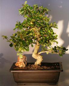Flowering Fukien Tea Bonsai Tree<br>Curved Trunk and Tiered Branching Style<br><i>(ehretia microphylla)</i>