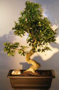 Flowering Fukien Tea Bonsai Tree<br>with a CURVED TRUNK and TIERED BRANCHING<br><i></i>(ehretia microphylla)