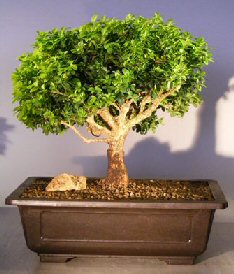 Japanese Kingsville Boxwood Bonsai Tree<br><i>(buxus microphylla compacta)</i>