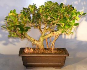 Green Emerald Ficus Bonsai Tree<br><i></i>Banyan Style<br><i></i>(ficus microcarpa)