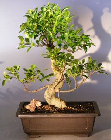 Ficus Retusa Bonsai Tree<br>Curved Trunk and Tiered Branching Style<br><i>(ficus retusa)</i>
