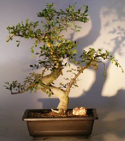 Chinese Elm Bonsai Tree<br>with a CURVED TRUNK and TIERED BRANCHING<br><i></i>(ulmus parvifolia)