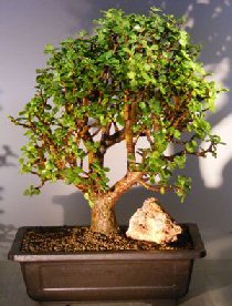 Baby Jade Bonsai Tree<br><i>(Portulacaria Afra)</i>