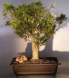 Willow Leaf Ficus Bonsai Tree<br><i>(Ficus Nerifolia/Salisafolia) </i>