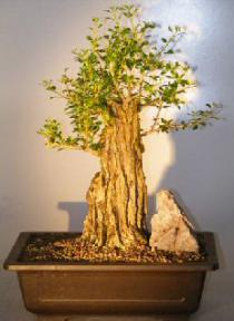 Flowering Tropical Boxwood Bonsai Tree<br><i></i>(neea buxifolia) 