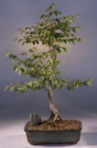 Korean Hornbeam Bonsai Tree<br><i>(carpinus coreana)</i>