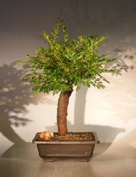 Dwarf Chinese Elm Bonsai Tree<br><i>(ulmus parvifolia) 'yatsubusa'</i>