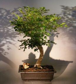 Dwarf Chinese Elm Bonsai Tree<br>Variegated<br><i>(ulmus parvifolia) 'yatsubusa'</i>