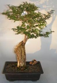 Cork Bark Elm <br><i>(ulmus neri)</i>