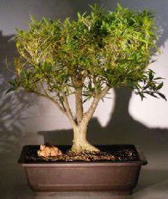 Willow Leaf Ficus Bonsai Tree<br><i></i>(Ficus Nerifolia/Salisafolia)